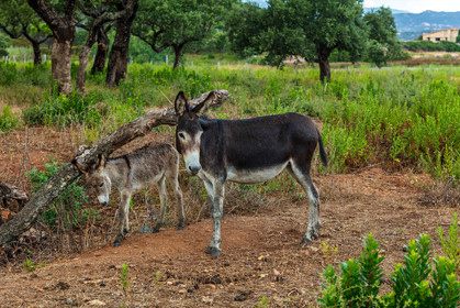 Faune corse