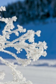 Cristaux de neige