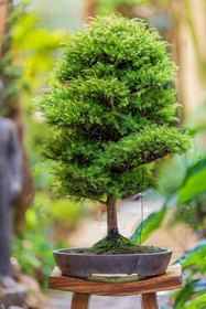 Bonsai Center