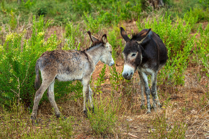 Faune corse