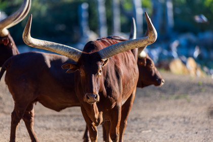 Parc animalier de la Barben