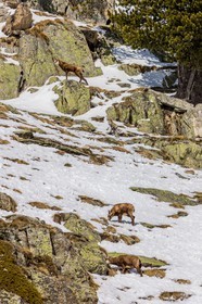 Chamois