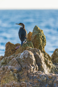 Cormoran huppé immature