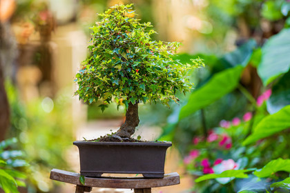 Bonsai Center