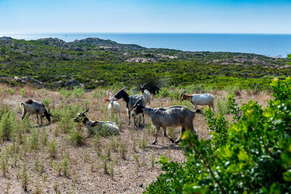 Faune corse