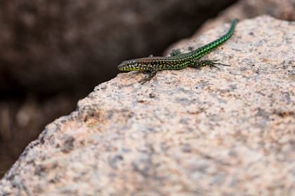 Lézard vert