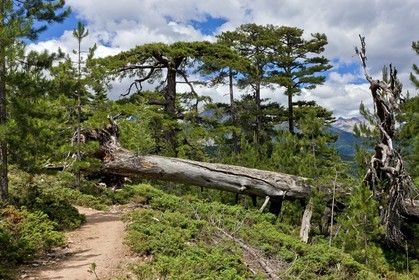 GR 20 Nord