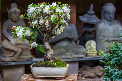 Bonsai