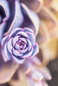 Flore
