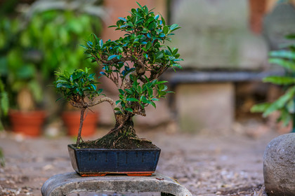 Bonsai