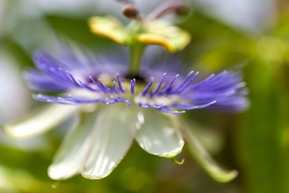 Flore méditerranéenne