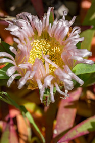 Flore Méditerranéenne