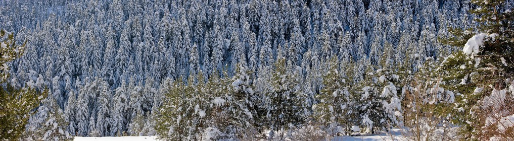 Arbres enneigés