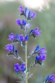 Flore Méditeranéenne