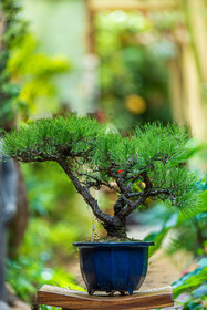 Bonsai Center