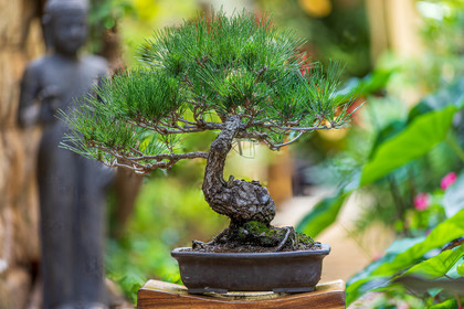 Bonsai Center
