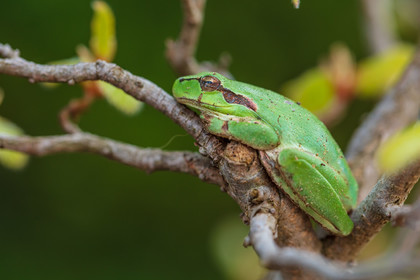 Grenouille