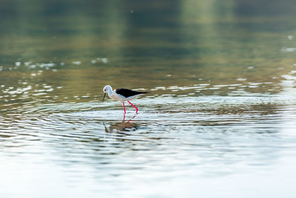 Salins d'Hyères