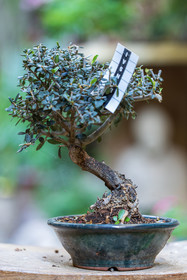 Bonsai
