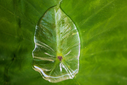 Flore méditerranéenne