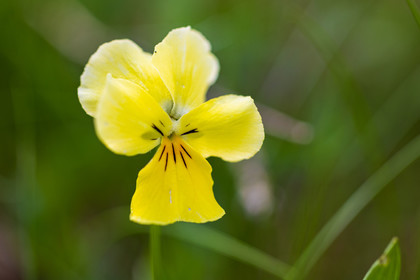 Flore alpine