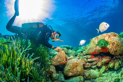 Plongée-sous-marine