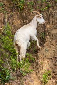 Chèvres