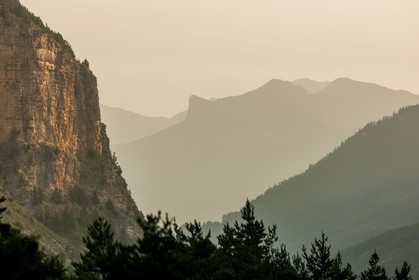 Roche Cline
