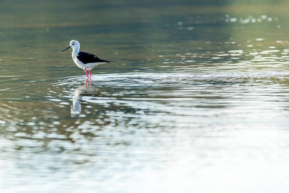 Salins d'Hyères