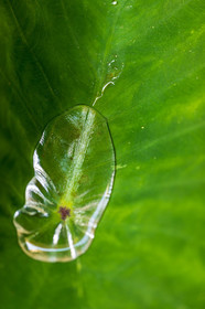 Flore méditerranéenne