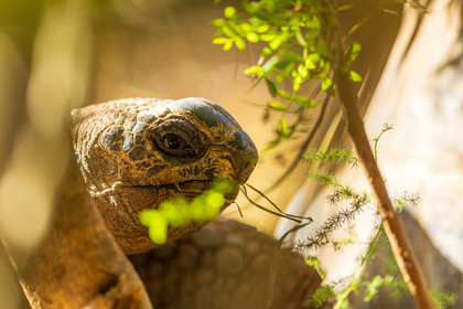 Tortue