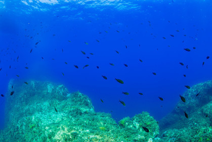 Plongée-sous-marine