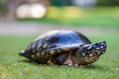 Tortue