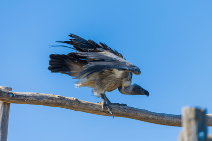 Parc animalier de la Barben