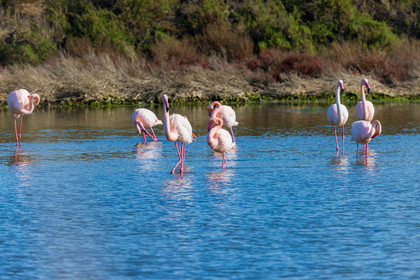 Flamant rose