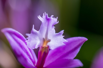 Flore