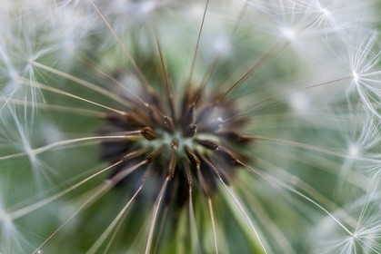 Pissenlit dit Taraxacum