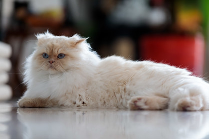 Chat