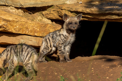 Parc animalier de la Barben