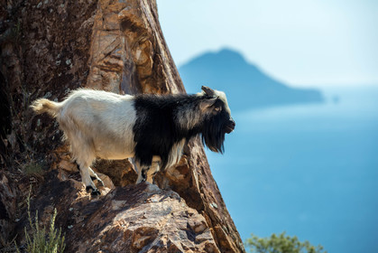 Chèvre corse