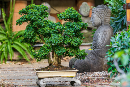 Bonsai