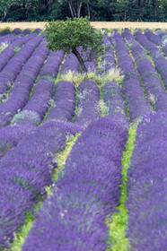 Lavande, Lavandula