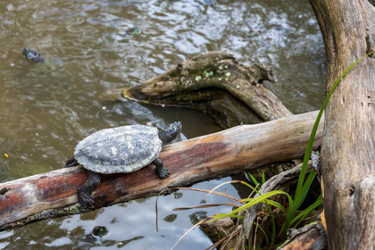 Tortue