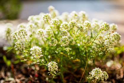 Flore méditerranéenne