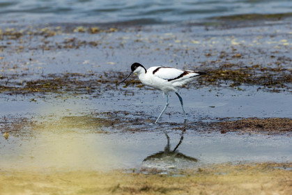 Salins d'Hyères