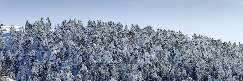 Arbres enneigés