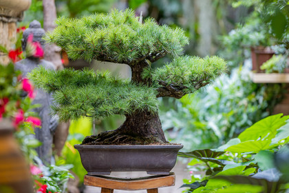 Bonsai