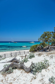 Saleccia