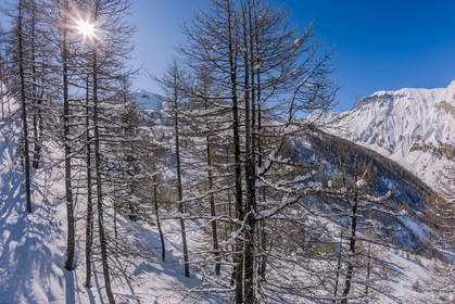 Auron