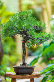 Bonsai Center